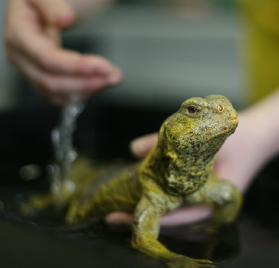 Picture of a lizard having a bath