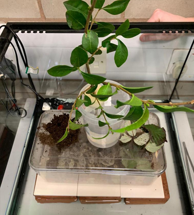 Picture of our leafcutter ants