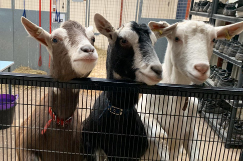 Picture of our goats, Peter Pan, Lucas and Victor