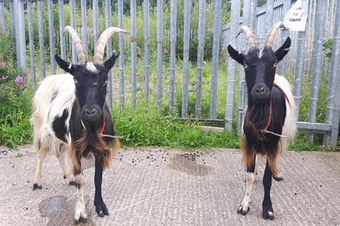 Billie and Elliott Goats 