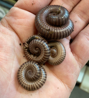 A picture of our Millipedes