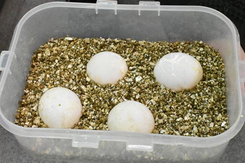 Tortoise Eggs Picture