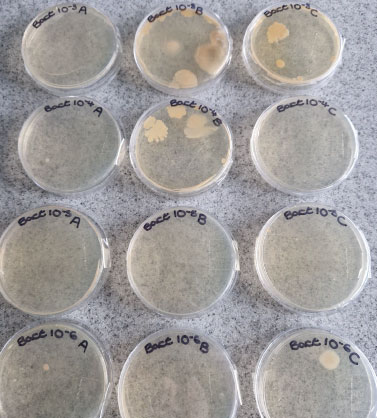 Picture of our microbiology students petri dish samples