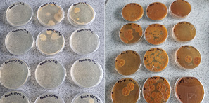 Picture of petri dishes