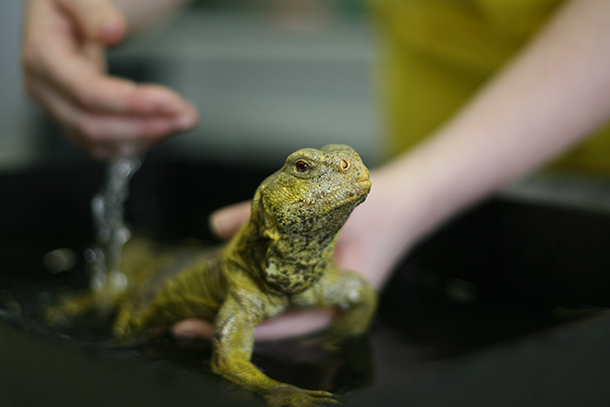 student holding green lizard